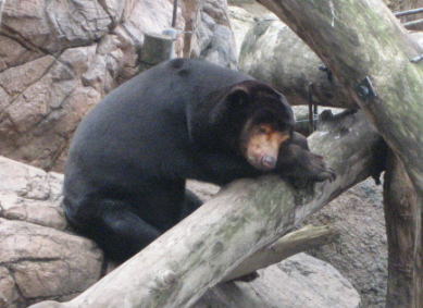 進化したクマの寝姿 楽笑モノ